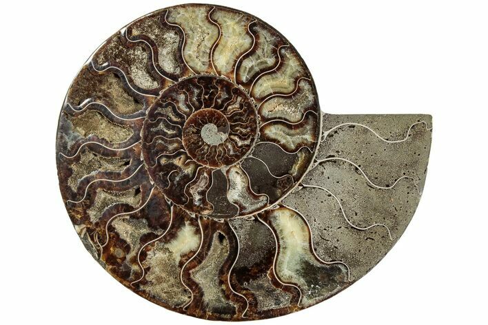 Cut & Polished Ammonite Fossil (Half) - Madagascar #233786